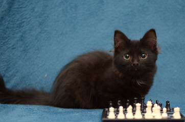 cat playing chess on a blue background