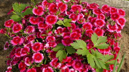 flowers in the garden in summer