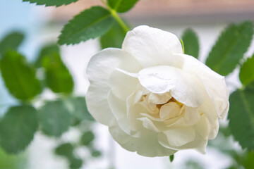 White Dogrose, Briar flower. Flowering rose hips of Briar eglantine canker-rose