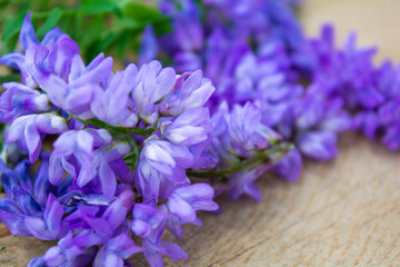Vicia cracca or tufted vetch, bird or blue vetch and boreal vetch