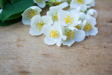 Fototapeta premium White jasmine flowers, traditional green tea ingredient, aromatherapy flavor