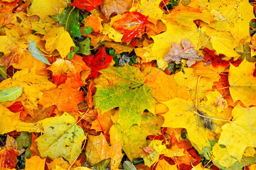 Naklejka na ściany i meble Autumn multicolored maple leaves lie on grass