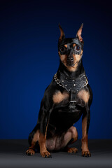 Perro doberman posando sentado en  una sesion fotografica. 