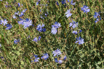 Common chicory blue flowers closeup selective focus