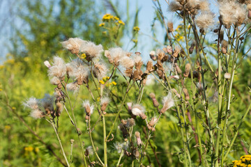 Cirsium arvense, field thistle fluffy flowers closeup selective focus