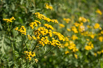 Tansy Tanacetum vulgare, golden, bitter buttons yellow flowers  closeup selective focus