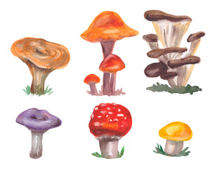 Hand-drawn mushrooms watercolor illustration.