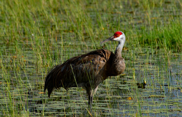 Photo of a Sandhill crane (Antigone canadensis). This photo was taken at Lake Chautauqua Park in Clearwater, FL.