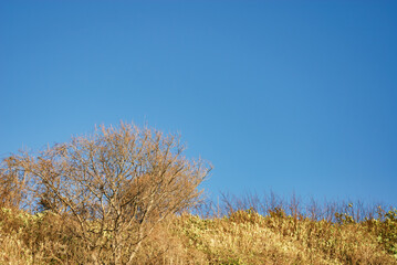 枯れ木　空　素材