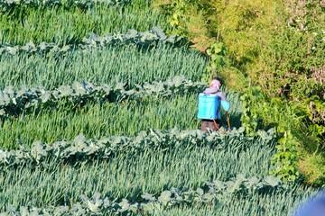 farmer in vegetables field
