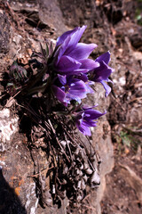 Beautiful Pasqueflower,Pulsatilla Tongkangenis.