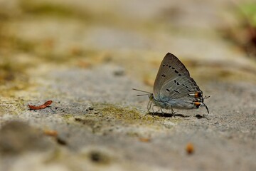 Butterfly from the Taiwan (Heliophorus ila matsumurae) Black Star Glazed Grey Butterfly.