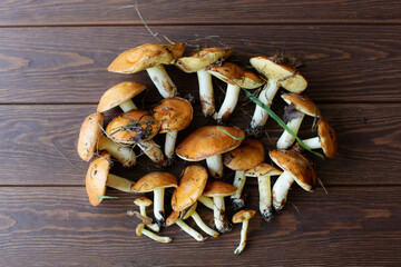 Slippery Jack mushrooms on brown wooden background