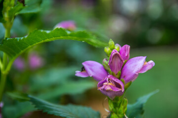 Fototapeta premium A beautiful Lythraceae flower in Brainerd, Minnesota