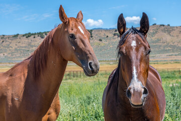 A close up shot of two brown horses with beautiful mane in Antelope Island State Park, Utah
