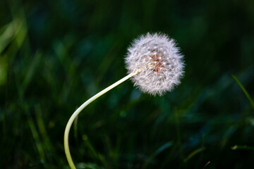 closeup of dandelion with dark background