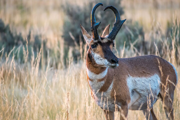 Pronghorn in the field of Antelope Island State Park, Utah