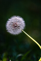 closeup of dandelion with dark background