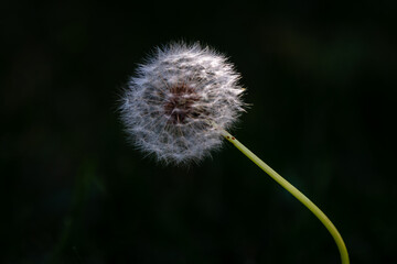 closeup of dandelion with dark background