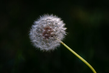 closeup of dandelion with dark background