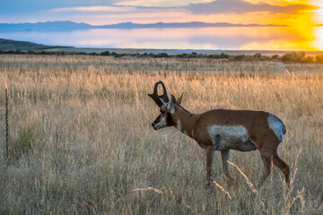Pronghorn in the field of Antelope Island State Park, Utah