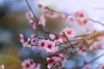 pink cherry blossoms