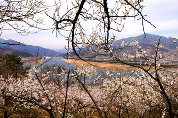 Beautiful plum blossom, flower and branch in early spring.