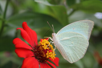 butterfly in the garden