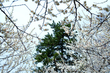 Beautiful white Plum blossoms on early spring background blue sky.