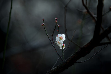 Beautiful white Plum blossoms on early spring background blue sky.