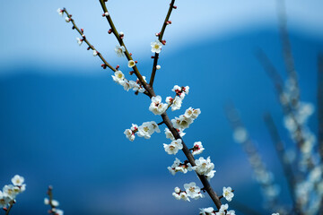 Beautiful white Plum blossoms on early spring background blue sky.