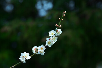 Beautiful white Plum blossoms on early spring background blue sky.