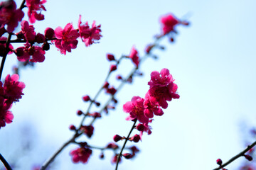 Fototapeta na wymiar Beautiful white Plum blossoms on early spring background blue sky.