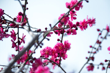 Beautiful white Plum blossoms on early spring background blue sky.