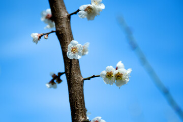 Beautiful white Plum blossoms on early spring background blue sky.