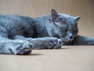 Shot of Beautiful male 2 years and half blue grey British shorthair cat with yellow green is relax at home.Best friend who stay home with you while covid 19. stay home concept