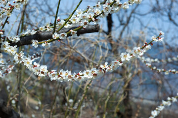 Beautiful white Plum blossoms on early spring background blue sky.