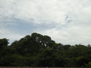 Obraz premium Un bosque bajo el gran cielo 