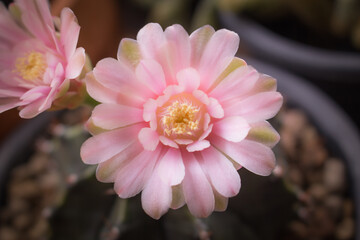cactus flower and seed