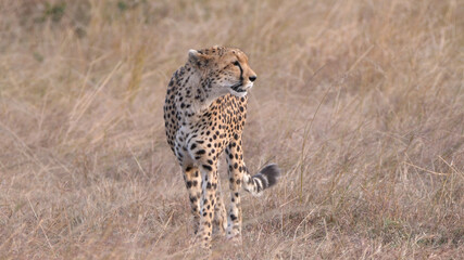 close up of a female cheetah approaching at masai mara