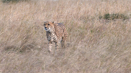a cheetah female approaching at masai mara