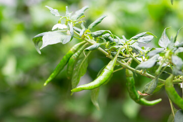Green Chilli on a branch