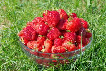 A vase with large ripe red strawberries stands on the grass.