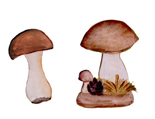 Composition of the mushroom family