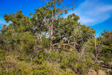 Fototapeta na wymiar natural bush landscape in australia