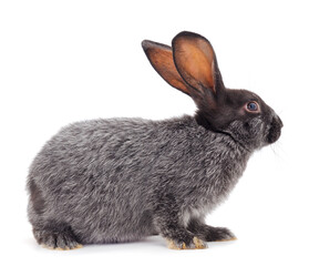Gray rabbit isolated.