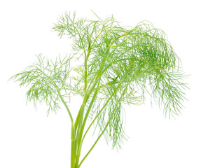 Close up shot of branch of fresh green dill herb leaves.