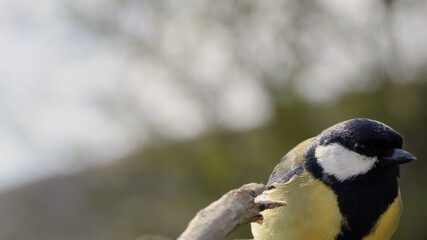 Great Tit sitting on a fence UK
