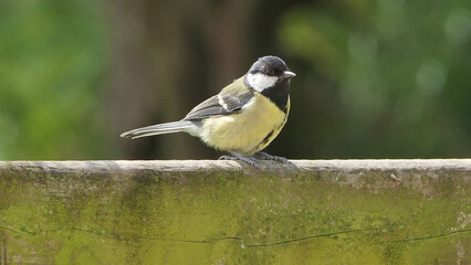 Great Tit sitting on a fence UK