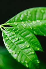 緑色の葉と水滴のクローズアップ